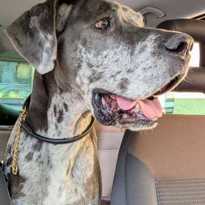 Hundetreffen-Dogge sucht Spielkameraden-Bild