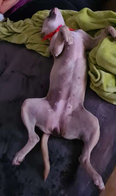 Die Dogorama Wochen Challenge-Beitrag-Bild