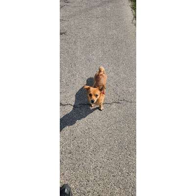 Hundetreffen-Spaziergang-Bild