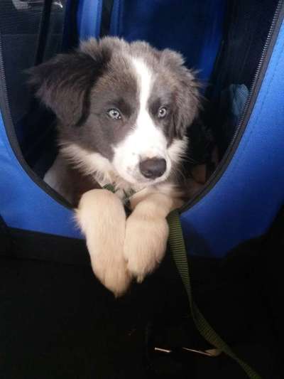 Vom Welpen zum Hund-Beitrag-Bild