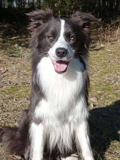 Vom Welpen zum Hund-Beitrag-Bild