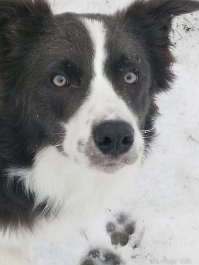 Die Dogorama Kalender Challenge Teil 2/4-Beitrag-Bild