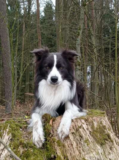 Dogorama Photo Challenge - Märchenwald-Beitrag-Bild