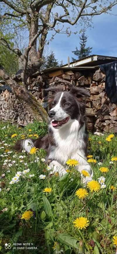 Die Dogorama Monats Challenge "Es grünt und blüht"-Beitrag-Bild