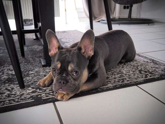 Französische Bulldoggen-Beitrag-Bild