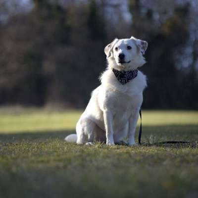 Hundetreffen-Spieletreff-Bild
