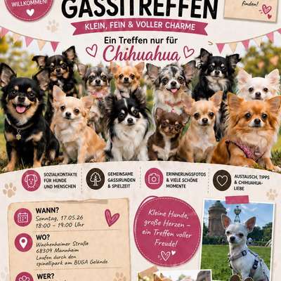 Hundetreffen-Chihuahua Treff in Mannheim-Bild