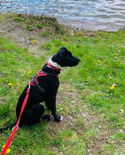 Labradorfans-Beitrag-Bild