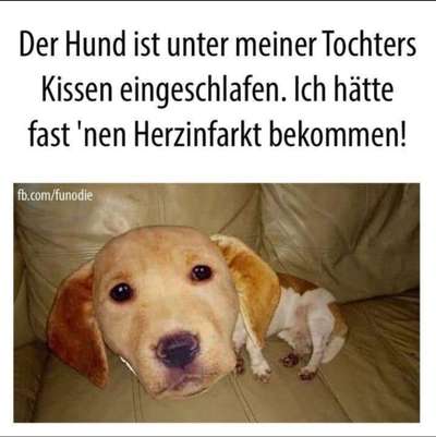 Hier ist der Spaßthread. Zum Schmunzeln und Kaputtlachen-Beitrag-Bild