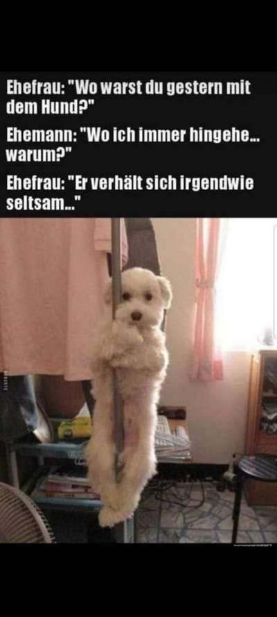 Hier ist der Spaßthread. Zum Schmunzeln und Kaputtlachen-Beitrag-Bild