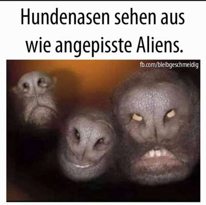 Hier ist der Spaßthread. Zum Schmunzeln und Kaputtlachen-Beitrag-Bild