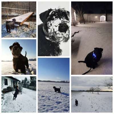 24. Collage-Challenge  *Hund im Schnee*-Beitrag-Bild