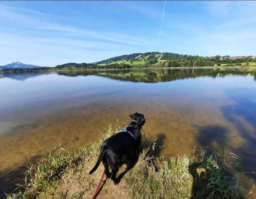 Die wunderschöne Welt mit Hund.-Beitrag-Bild