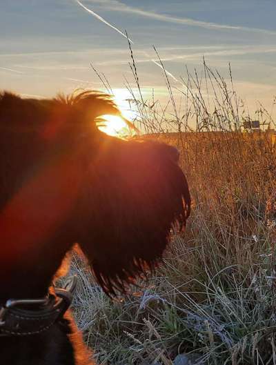 Umfrage zur relativen Schnauzenlänge-Beitrag-Bild