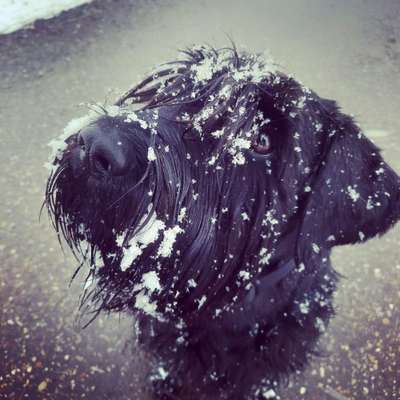 Dogorama Photo Challenge - Portrait-Beitrag-Bild