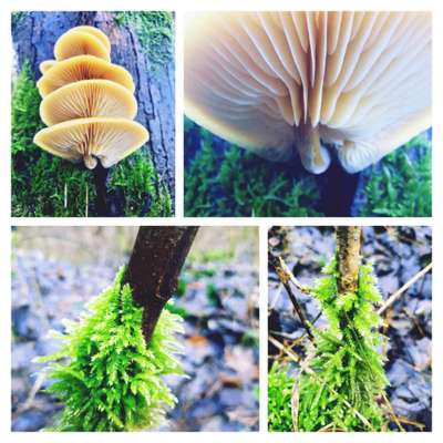 Die wunderschöne Welt mit Hund.-Beitrag-Bild