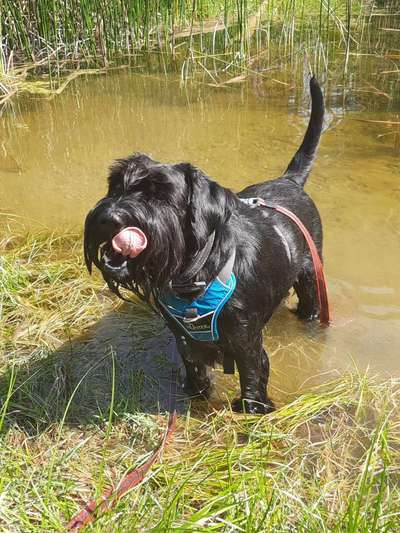 Fotochallenge Nr. 59 - Mein Hund zeigt die Zunge-Beitrag-Bild