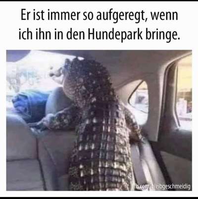 Hier ist der Spaßthread. Zum Schmunzeln und Kaputtlachen-Beitrag-Bild