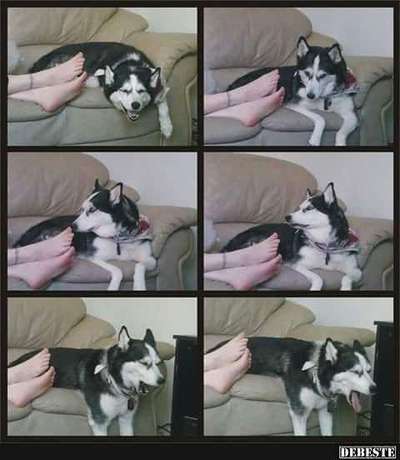 Hier ist der Spaßthread. Zum Schmunzeln und Kaputtlachen-Beitrag-Bild