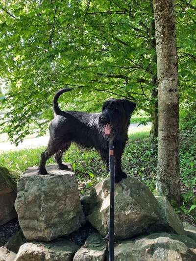 Seltene Rassen!-Beitrag-Bild