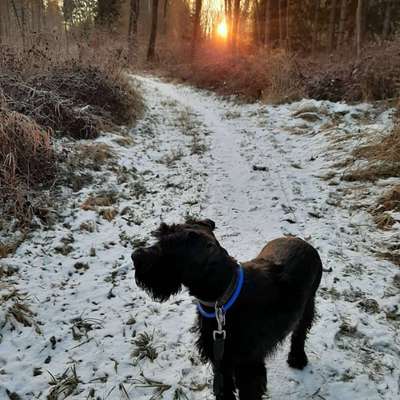 Wald Bild-Beitrag-Bild