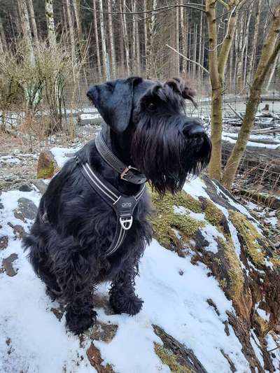 eure Spitznamen für die Vierbeiner-Beitrag-Bild