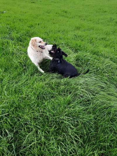 Dogorama Photo Challenge - Spielgesicht-Beitrag-Bild