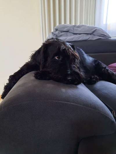 Dogorama Photo Challenge - Hundeblick zum hinschmelzen-Beitrag-Bild