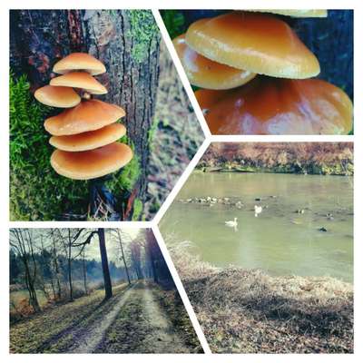 Die wunderschöne Welt mit Hund.-Beitrag-Bild