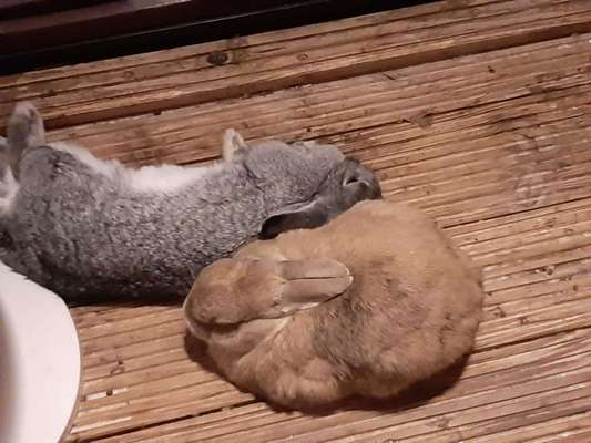 Hier ist der Spaßthread. Zum Schmunzeln und Kaputtlachen-Beitrag-Bild