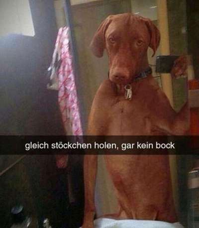 Hier ist der Spaßthread. Zum Schmunzeln und Kaputtlachen-Beitrag-Bild