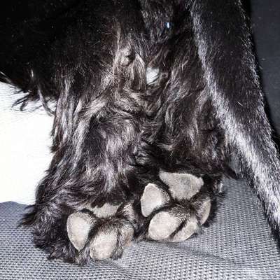 Fusspics sind out, Pfoten for the win!-Beitrag-Bild