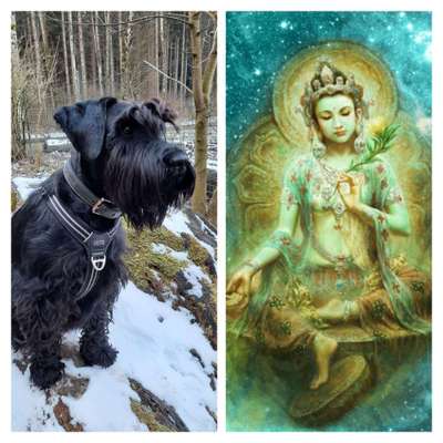 Wie heißt dein Hund?-Beitrag-Bild