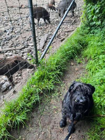 Fotochallenge Nr. 51 "Euer Hund mit anderen Tieren"-Beitrag-Bild