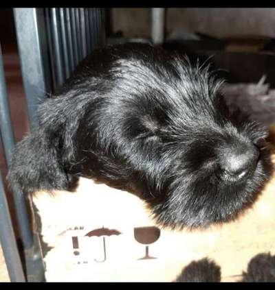 Das erste Bild eures Hundes-Beitrag-Bild