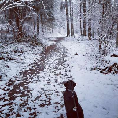 Dogorama Photo Challenge - Winterstimmung-Beitrag-Bild