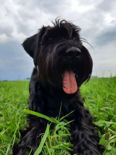 Schnauzer-Beitrag-Bild