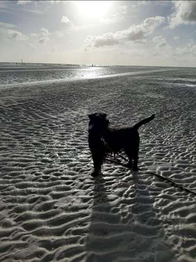 Dogorama Photo Challenge - Tierischer Urlaub-Beitrag-Bild