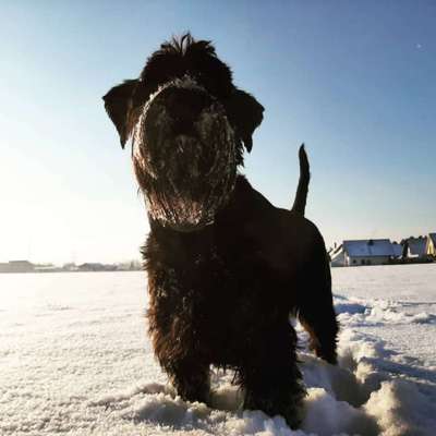 Schnee Foto-Beitrag-Bild