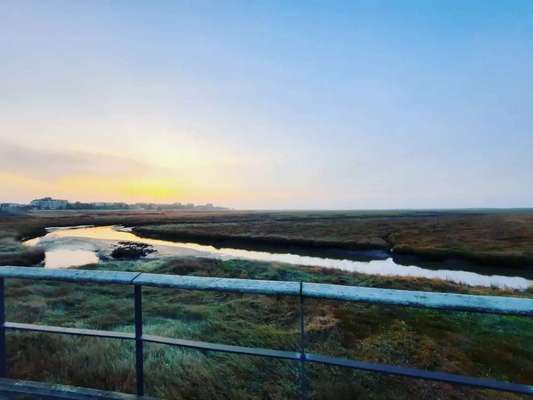 Die wunderschöne Welt mit Hund.-Beitrag-Bild