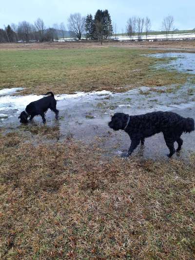 FOTOCHALLENGE 68: Dein Hund und sein bester Freund-Beitrag-Bild