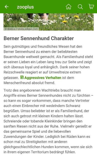 Großer Hund für die Wohnung?-Beitrag-Bild