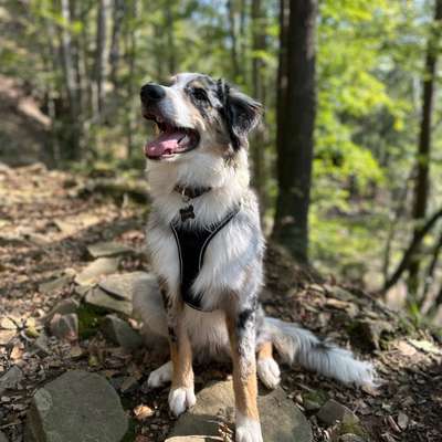 Hundetreffen-Suchen Spielkameraden und Hundefreund-Bild