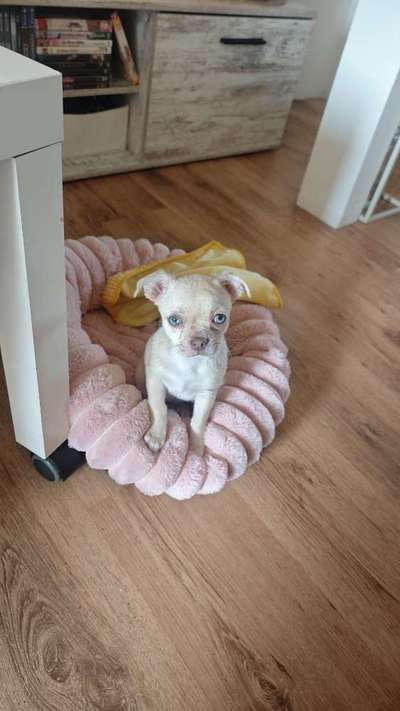 Hundetreffen-Neue Spielgefährten-Bild