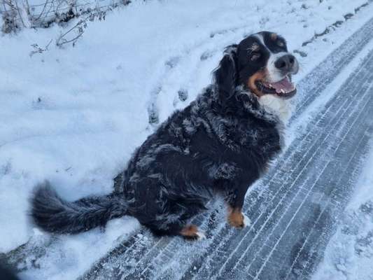 Berner Sennen-Beitrag-Bild