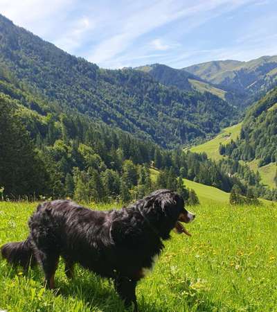 Berner Sennen-Beitrag-Bild