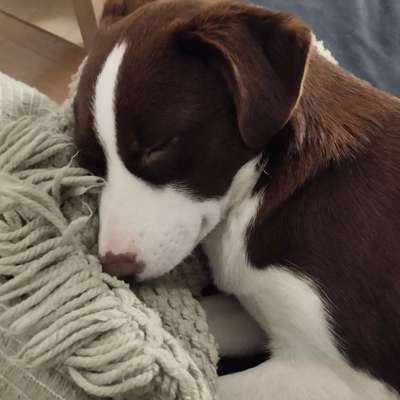 TierschutzhundeStammtisch🐕-Beitrag-Bild