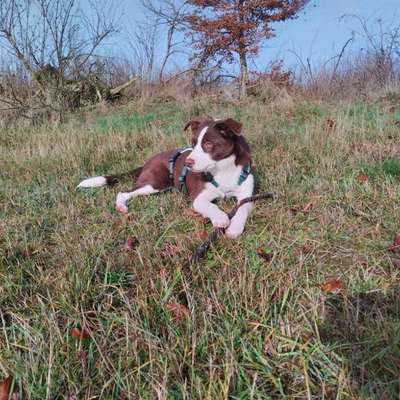 Hundetreffen-Hundegruppe in Berleburg und Umgebung-Bild