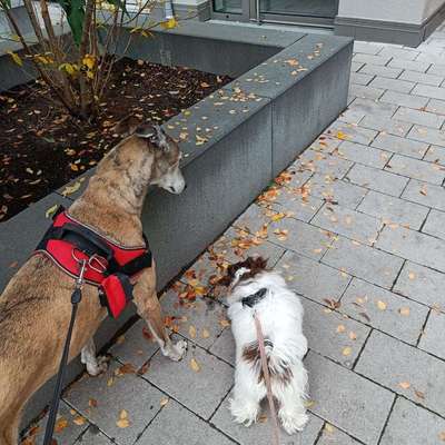 Hundetreffen-Treffen im Hundepark Weberwiese-Bild