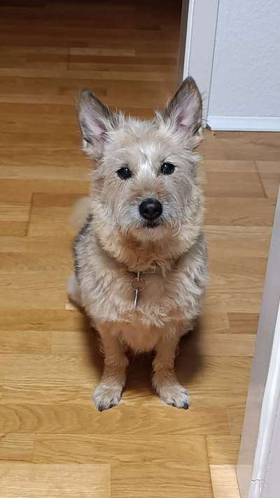 Hundetreffen-Spielen und Gassi gehen-Bild